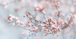 Leinwanddruck Bild - Closeup of spring pastel blooming flower in orchard. Macro cherry blossom tree branch.