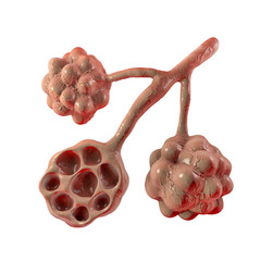 Poster - Anatomy of alveoli in lungs