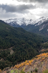  View of snow-capped mountains overgrown with pine forest