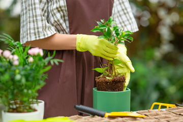 Beautiful gardener in an apron standing at a table with seedlings, caring for plants transplanting a flower into a flower pot