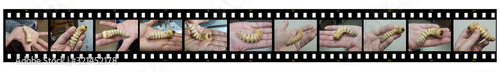 Fotomural Longhorn beetle larva on a human hand