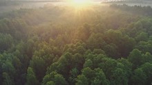 Aerial View Of Spring Green Forest Early In The Morning. Flying Over Green Trees Forest At Sunrise. Morning Sun And Fog. High Quality Shot, 4K