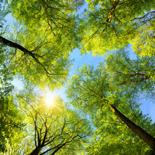 Green Treetops, The Sun And Blue Sky