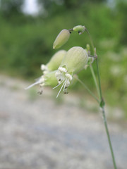 Silene vulgaris