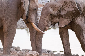 Large herd of elephants drinking water in waterhole gently touching each other with huge trunks. Africa. Namibia. Etosha national park.