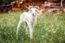 Baby Lamb With Flower Crown