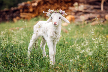 Baby lamb with flower crown