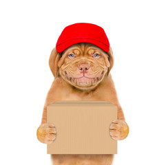 Aufkleber - Smiling puppy wearing a red cap holds big box. isolated on white background