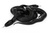 Two Black Snakes in a Knot isolated on White Background. 3D illustration