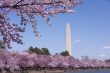 Washington Monument In Spring With Cherry Blossoms