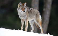 A Lone Coyote (Canis Latrans) Standing In The Winter Snow In Canada