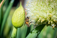 Working Bee On Spring Onion Flower