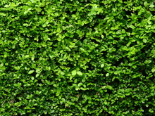 Green Ivy Bush Wall In Garden