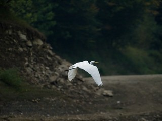 Canvas Print - heron