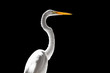 Profile portrait of the great egret isolated on black