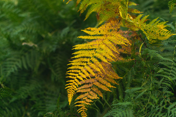 Yellow  fern leaves among green fern in untouched mountain forest