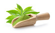 matcha green tea powder in wood scoop and leaf on white