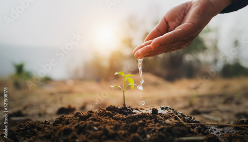 Fotomural hand watering young plant in garden with sunrise