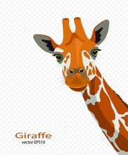 Cute Giraffes On A Transparent Background. Wildlife, Zoology, Safari. Flat Design. Vector Illustration. 