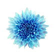 Blue flower chrysanthemum. Garden flower. white isolated background with clipping path.
