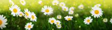 Summer Field With White Daisy Flowers . Flowers Background.