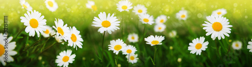 Fotomural Summer field with white daisy flowers . Flowers background.