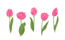 Pink Tulips With Green Leaves Set. Beautiful Spring Flowers Of Different Shapes Isolated On White Background. Vector Floral Illustration In Cartoon Flat Style.