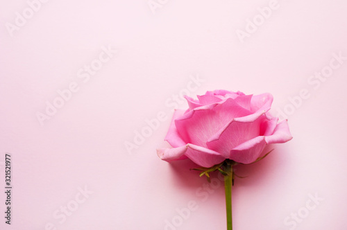 Fotomural One pink rose on a pink background. Valentine's Day