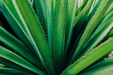 Fototapeta Łazienka - Aloe vera plante gros plan rapproché bokeh