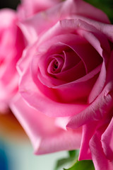 Wall Mural - vertical close up of blooming pink rose Suitable for valentines day. 