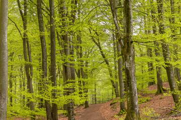  Misty spring beech forest in a nature reserve in southern Sweden, selective focus
