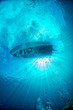 diving boat ship from underwater blue ocean with sun rays
