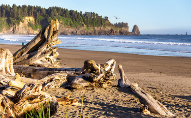 Wall Mural - Washed up driftwood and logs on Rialto Beach, Olympic National Park, Washington,USA.