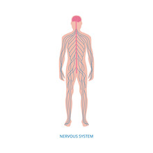 Nervous System - Cartoon Diagram Of Male Human Body With Blue Nerve Lines