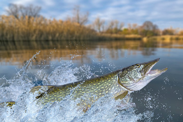 Wall Mural - Fishing. Big pike fish jumping with splashing in water