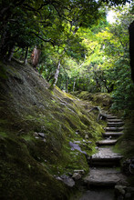 Japan, Kyoto, Steps In Forest