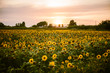 © Westend61 - Sunflower field at summer sunset