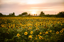 Summer Nature Landscape Free Stock Photo - Public Domain Pictures
