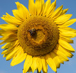 Close-up of Bumblebee (bombus) on Sunflower