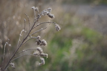 Canvas Print - Wild dry flowers grow in blurred field.