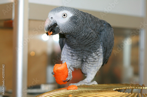 Fotografía a parrot eats a carrot on a cage