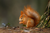Red squirrel eats the nut in the natural environment, beautiful bokeh, close up, Sciurus vulgaris