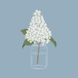 Lilac in a glass jar. White lilac flowers with leaves. Spring flowers. Floral composition. Vector illustration on a blue background