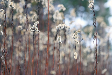 Wall Mural - autumn grass