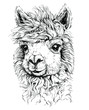 realistic sketch of LAMA Alpaca, black and white drawing, isolated on white. vector illustration.