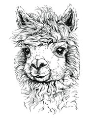 Wall Mural - realistic sketch of LAMA Alpaca, black and white drawing, isolated on white. vector illustration.