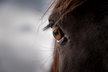 Close-up Of Horse Eye