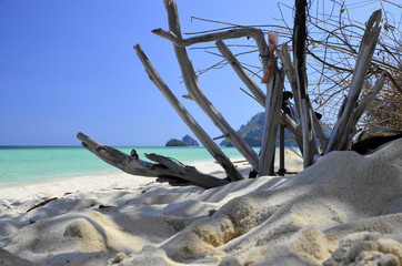 Wall Mural - tree on the beach