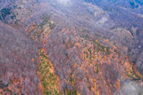 Fototapeta Miasto - Aerial view of a forest during the autumn season, colorful trees seen from above on the Volcano Etna. Drone shot