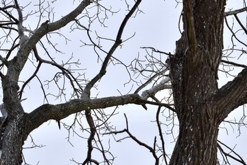 tree and sky